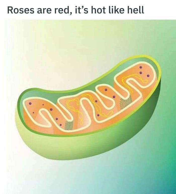 mitochondria clipart - Roses are red, it's hot hell 20