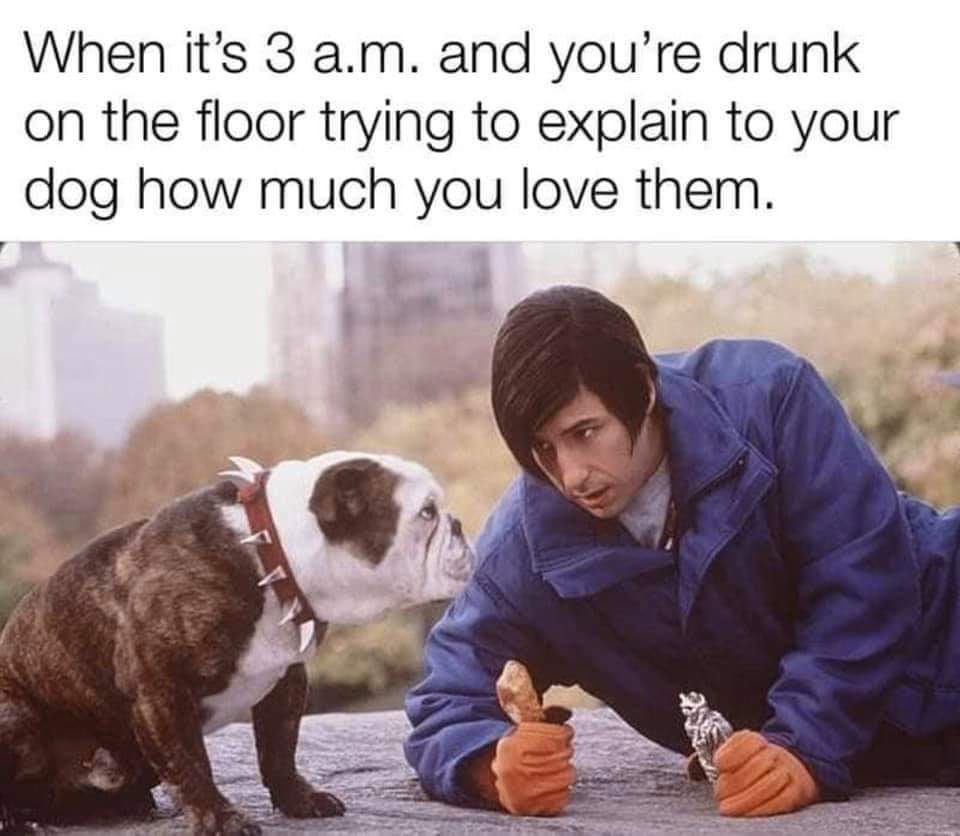 little nicky dog - When it's 3 a.m. and you're drunk on the floor trying to explain to your dog how much you love them.