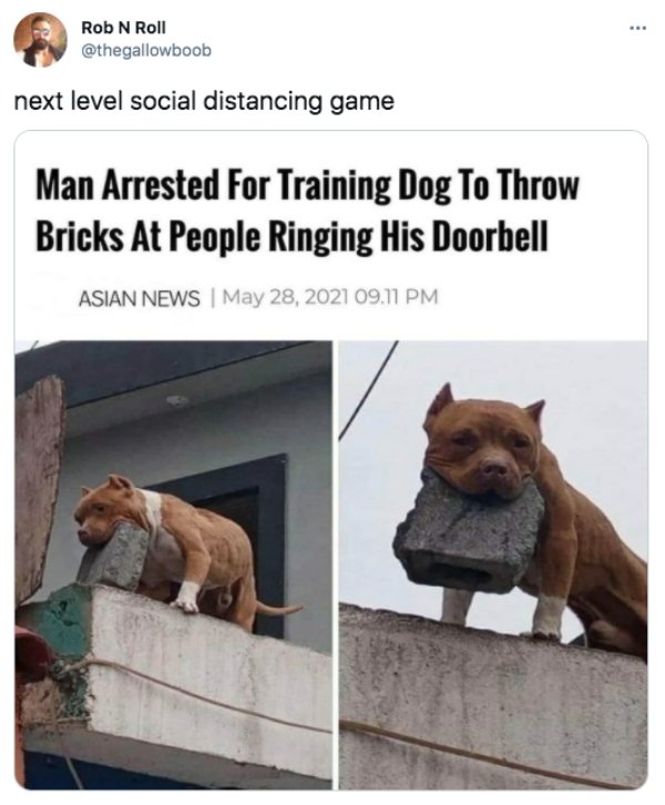 funny pics and memes - dog throws cinder blocks - Rob N Roll next level social distancing game Man Arrested For Training Dog To Throw Bricks At People Ringing His Doorbell Asian News 09.11 Pm