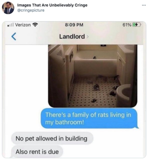 funny pics and memes - there's a family of rats living in my bathroom - Images That Are Unbelievably Cringe . Verizon 61%C4 Landlord There's a family of rats living in my bathroom! No pet allowed in building Also rent is due
