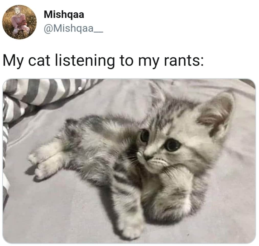 funny pics and memes - my cat listening to my rants - Mishqaa My cat listening to my rants