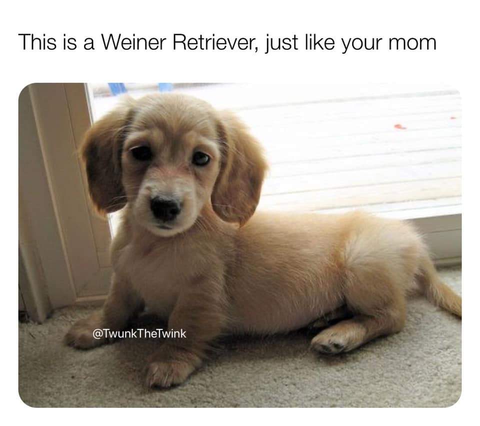 dirty and nsfw memes - weiner retriever like your mom - This is a Weiner Retriever, just your mom