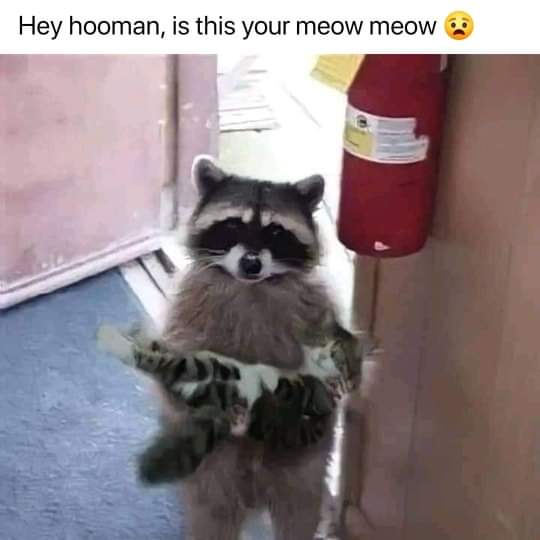 raccoon - Hey hooman, is this your meow meow
