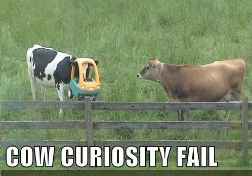 Cow Curiosity Fail