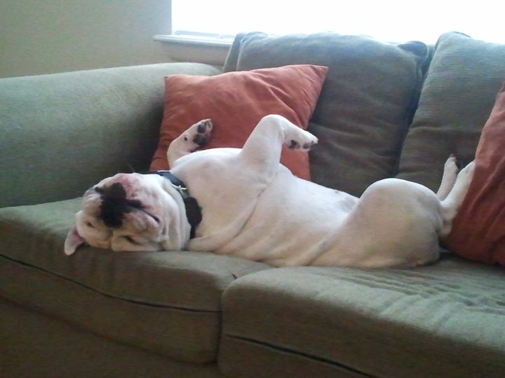 Tater the bulldog after a long day 