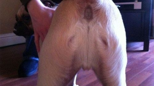 Jesus showed himself on a dog's ass.
