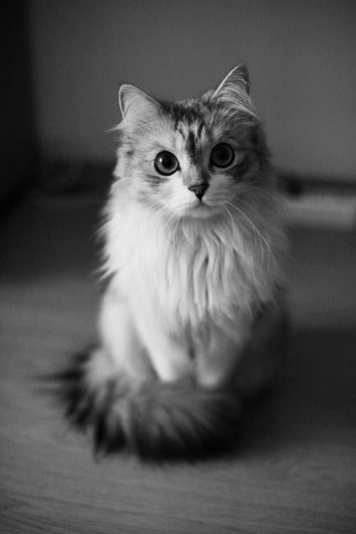 Beautiful Animals - Another Shitty Gbob Gallery