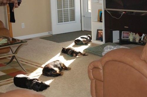 Cats and a few dogs enjoying sunlight.