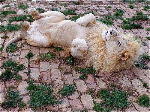 Cat Belly Rub