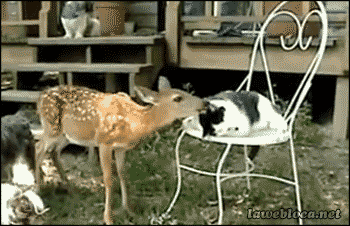 Cats with Surprising Best Friends - GIFs