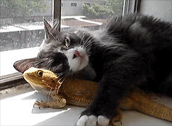 Cats with Surprising Best Friends - GIFs