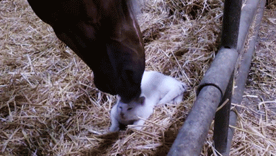 Cats with Surprising Best Friends - GIFs