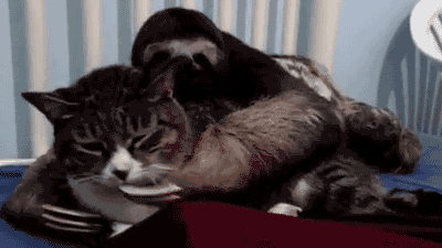 Cats with Surprising Best Friends - GIFs