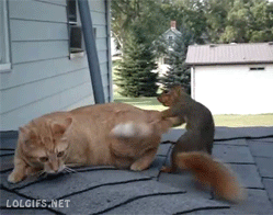 Cats with Surprising Best Friends - GIFs