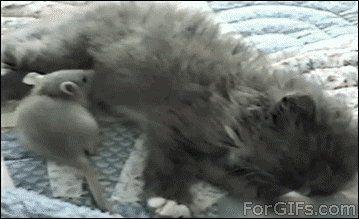 Cats with Surprising Best Friends - GIFs