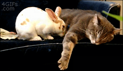 Cats with Surprising Best Friends - GIFs
