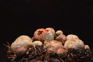 time lapse of stinkhorn fungus growth