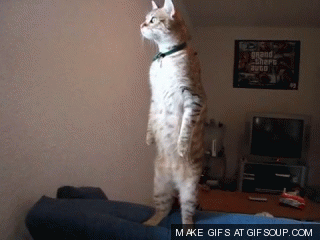 Pics and GIFs Mostly of Cats Standing Up