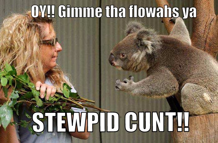 mad koala is mad