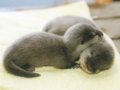 baby otters!!!!