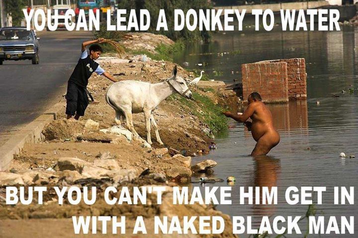 lead a donkey to water but you can't make get in with a naked black man. 

PS: Prly a re-post, but you can fuck right off.