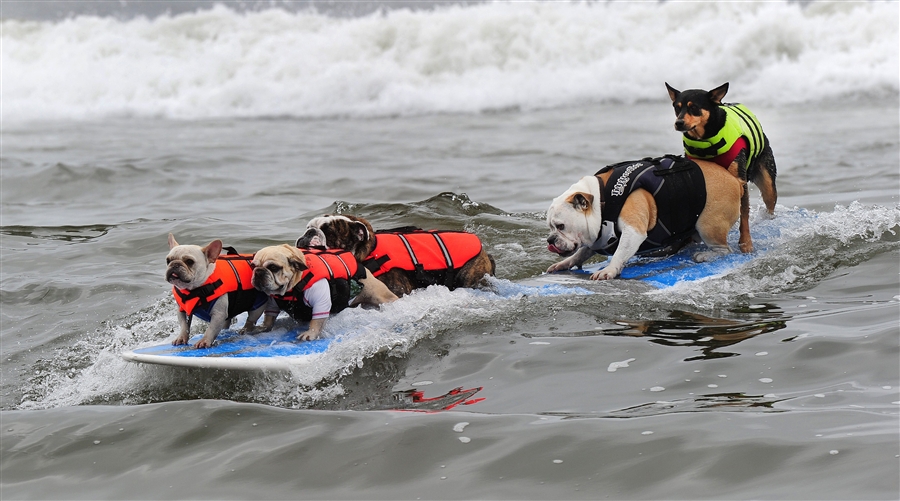 Is five dogs. Собака спасатель Малибу. Смешные спасатели. Собака спасатель на воде. Лабрадор спасатель.