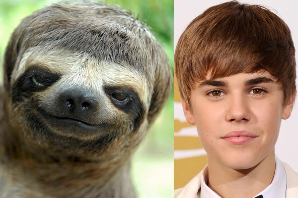 Sloth with resemblance to Bieb
