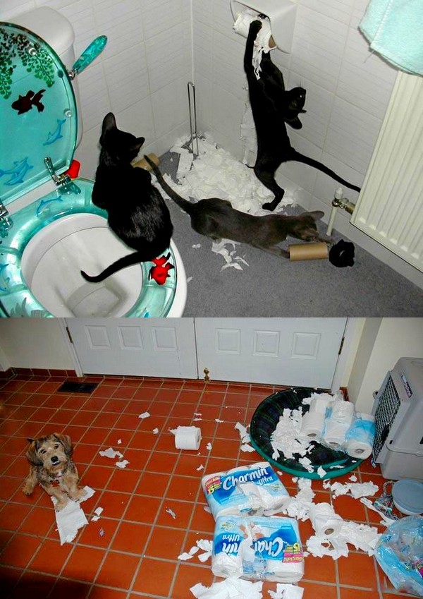 Pets and toilet paper.....