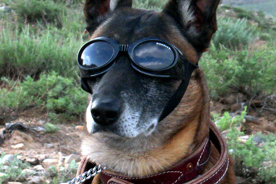 The "Doggles" protect his eyes from helicopter dust and debris.
