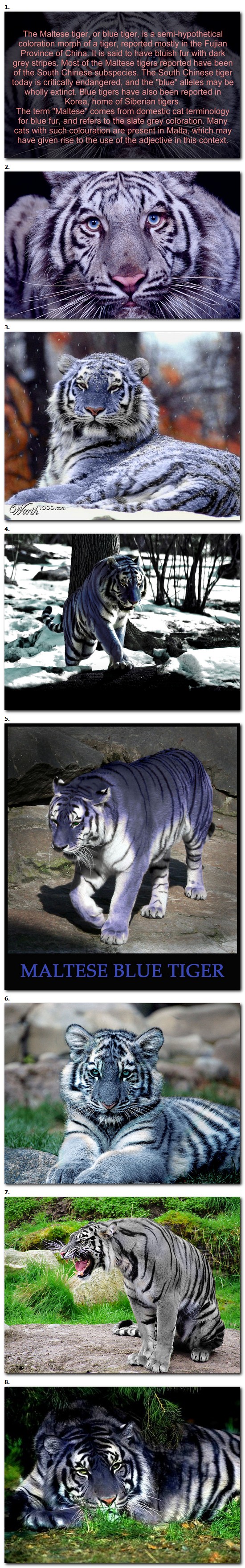 Harry R. Caldwell was a Methodist missionary to southern China. In Blue Tiger, first published in 1924, he writes about several of his adventures in that country.
Of particular interest, Caldwell offers the description of a fascinating creature, a blue-morph tiger, that he attempted to capture for science. Only a few blue tigers have been reported