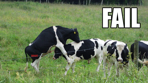 Swedish cow fail action. 