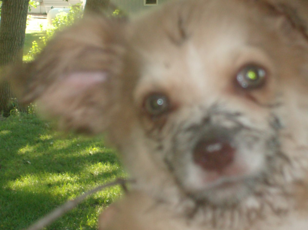 mud face dog