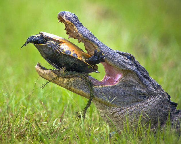 Mama told us thered be days like this. The upside-down turtle looks helpless as the alligator tries to take a bite.