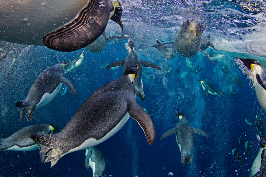 This group of Emperor Penguins are cruising through the waters of Antartica. Climate change has caused their conservation status to be changed to near threatened.