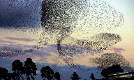 When a flock of starlings gathers, the whole group seems to move like one autonomous body. It's called a murmuration, and is a very rare sighting.