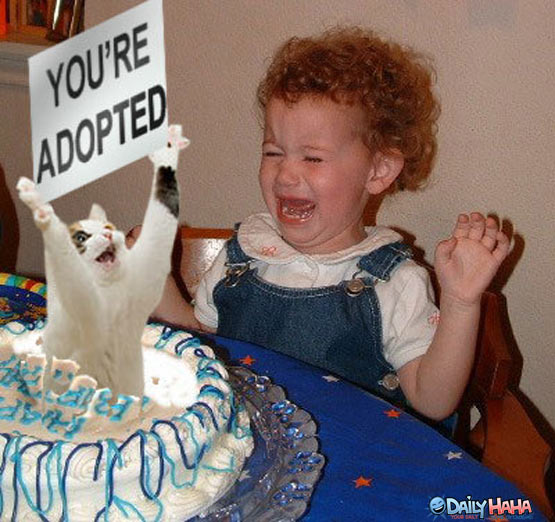 funny cats - happy birthday you re adopted - You'Re Adopted Daily Haha