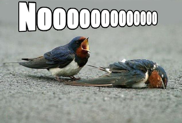 dead bird meme - 10000000000000