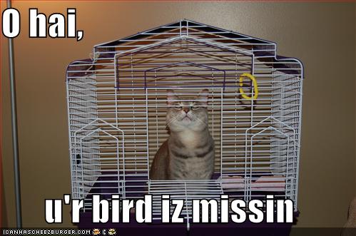 funny cat cage - O hai, M Fleeteeseesee Eeeeeeeeeeeee Ambut Tit Himu Min Itin u'r bird iz missin Icanhascheezburger.Com