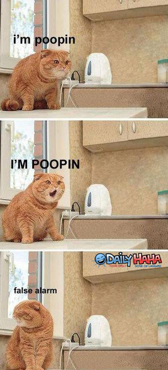 ifunny cat m poopin false alarm - i'm poopin I'M Poopin Dailyhaha false alarm