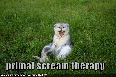 funny cat snoqualmie falls - primal scream therapy Tcanhascheezburger.Com
