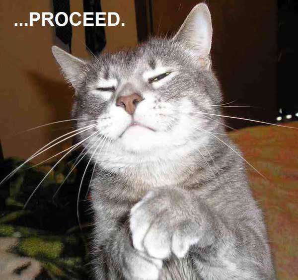 funny cat proceed cat meme - ...Proceed.