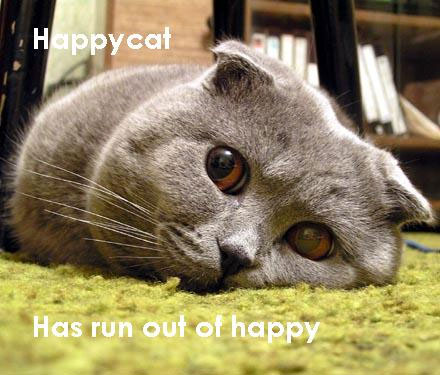 funny cat happy cat has run out of happy - Happycat Has run out of happy
