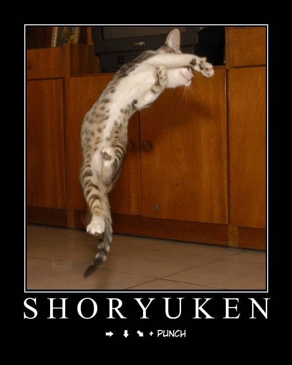 funny cat shoryuken cat