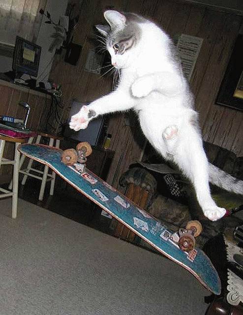 funny cat doing skateboard trick