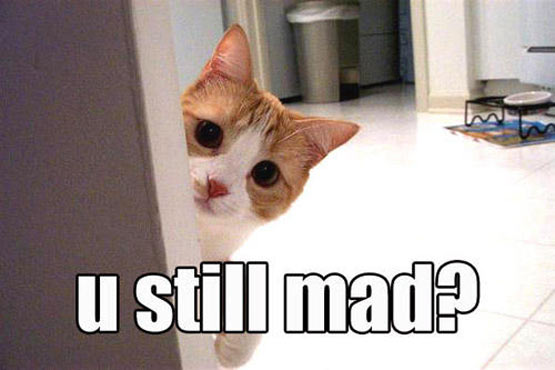 funny cat dont be mad - u still mad?