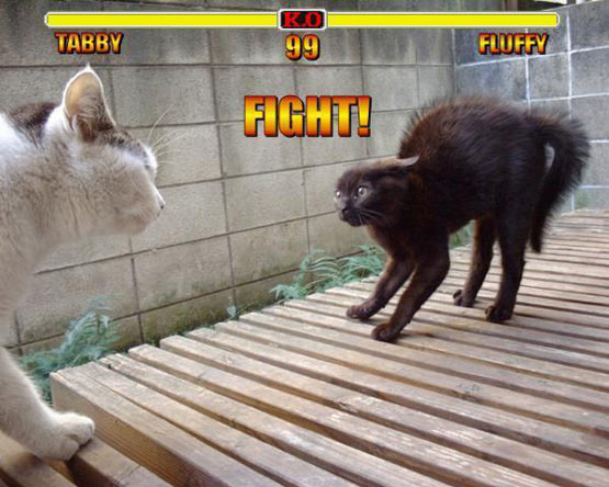 funny cat mortal kombat funny - Tabby Ko 99 Fluffy Fight!