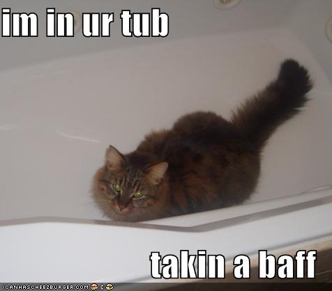 funny cat photo caption
