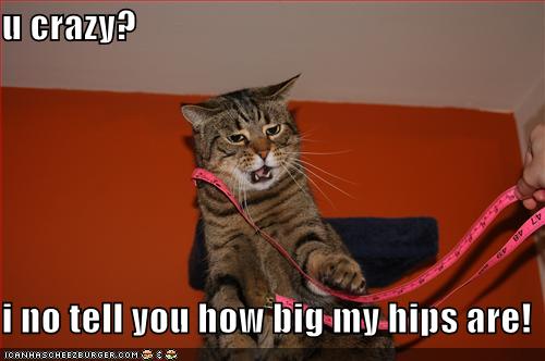 funny cat photo caption - u crazy? Gp i no tell you how big my hips are! Icanhascheezburger.Com