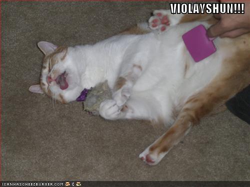 funny cat photo caption - Violayshun!!! Icanhascheezburger.Com
