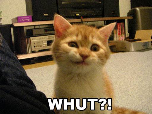 funny cat confused - Whut?!